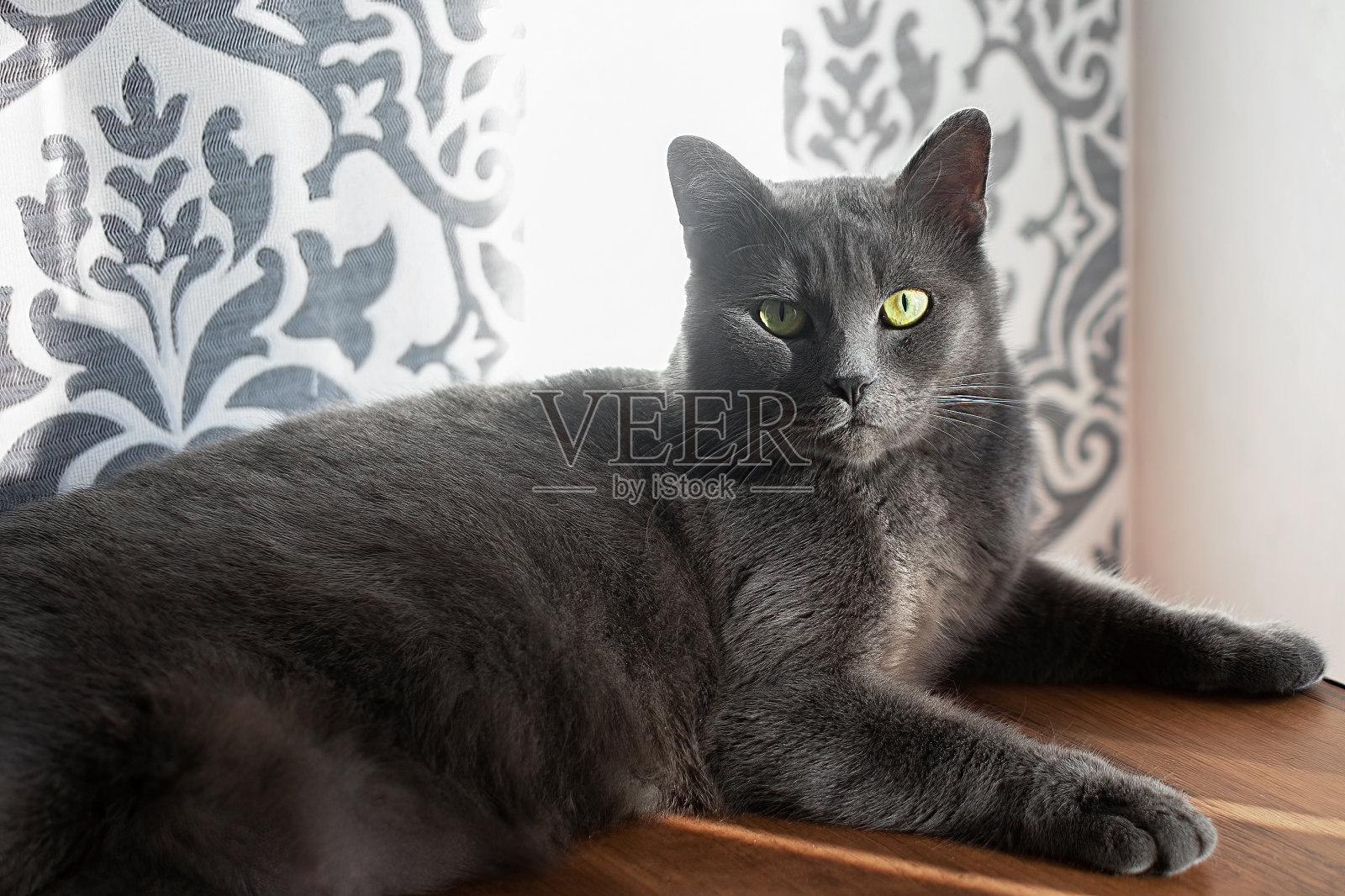 家养宠物猫照片摄影图片