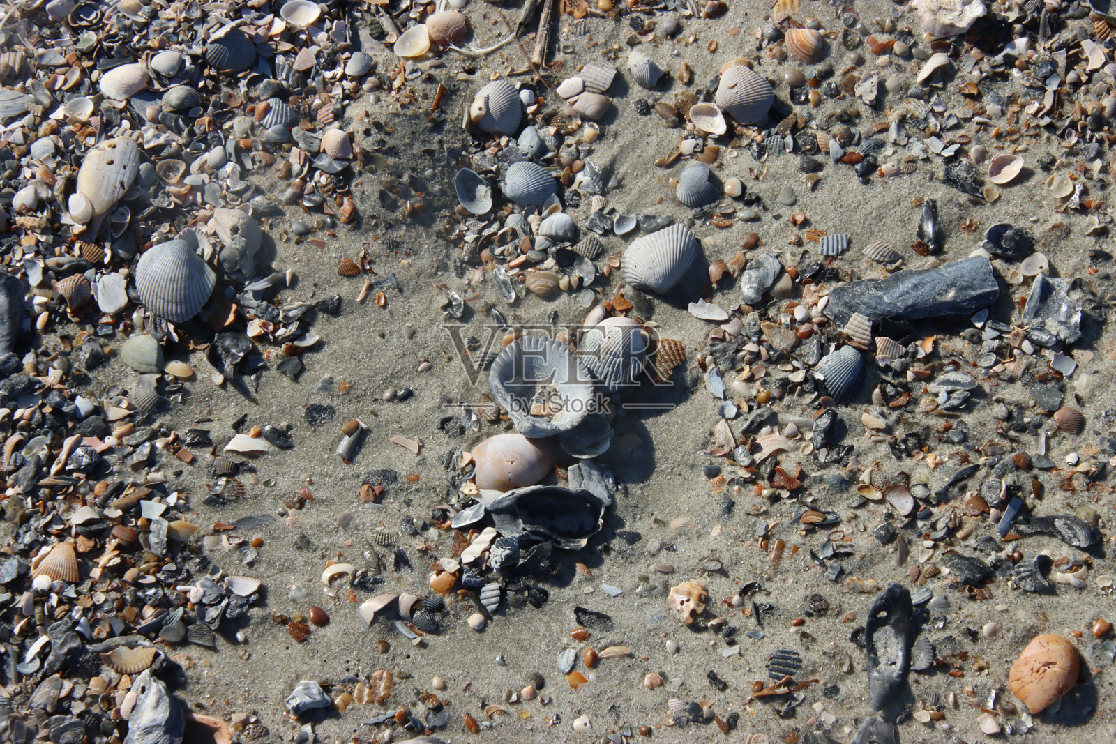成堆的贝壳照片摄影图片