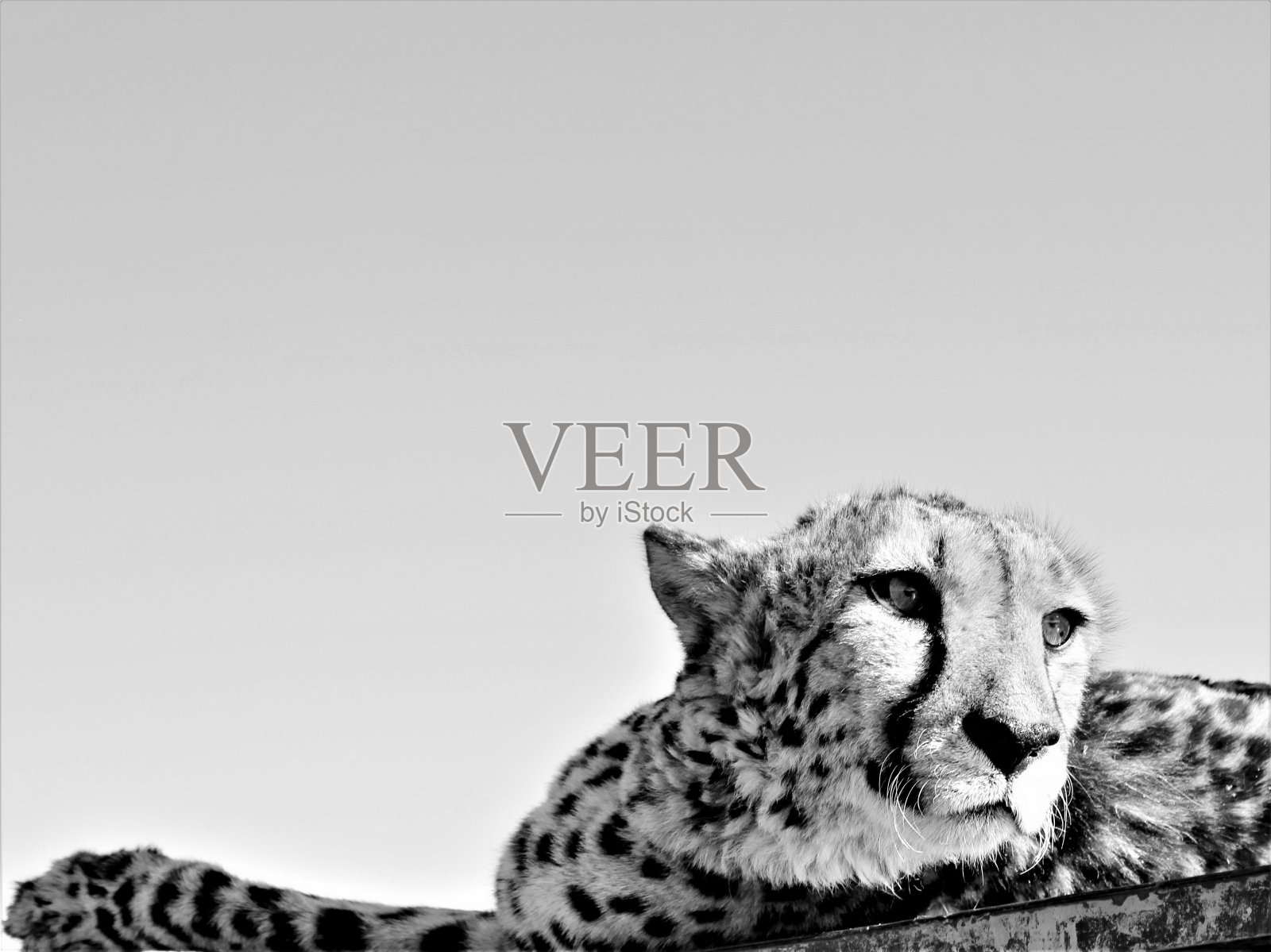 猎豹铺设照片摄影图片