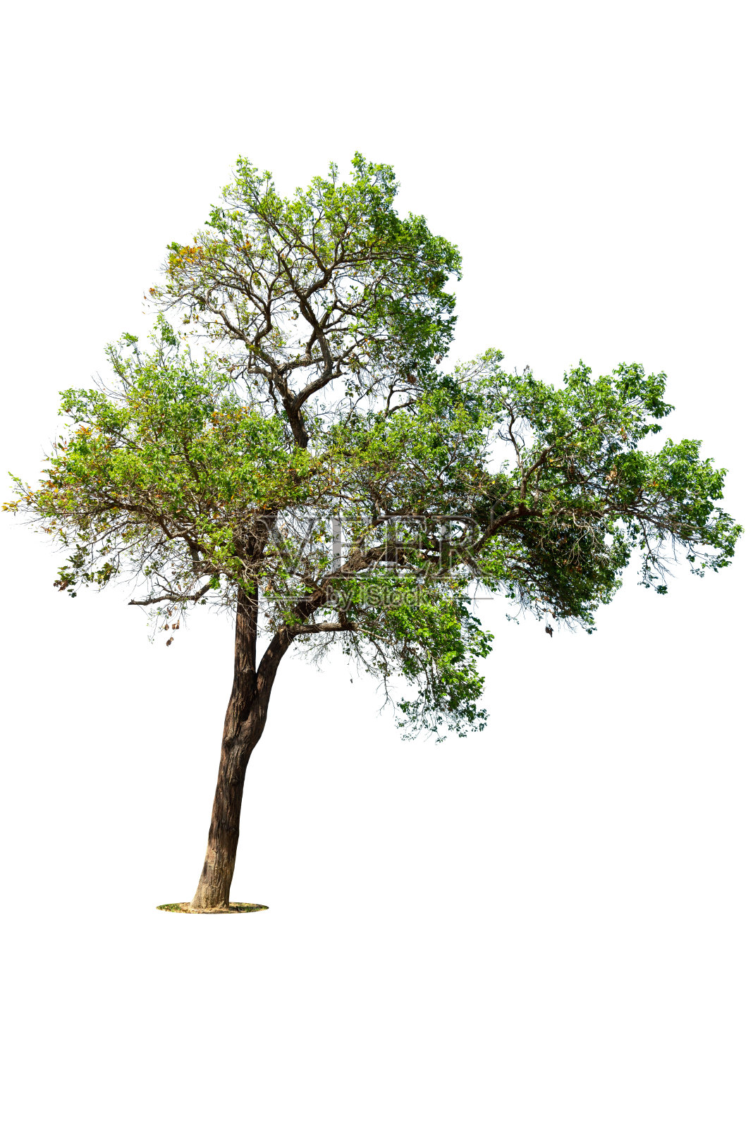 透视孤立的树在白色背景上。在美国，热带树木被隔离用于设计、广告和建筑。照片摄影图片