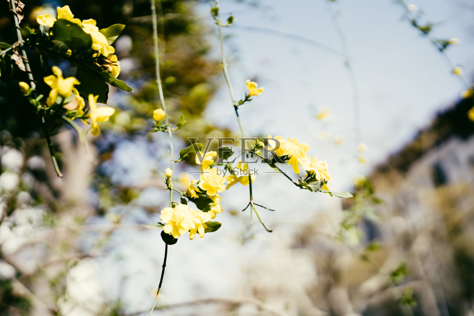 冬季茉莉花的特写。照片摄影图片