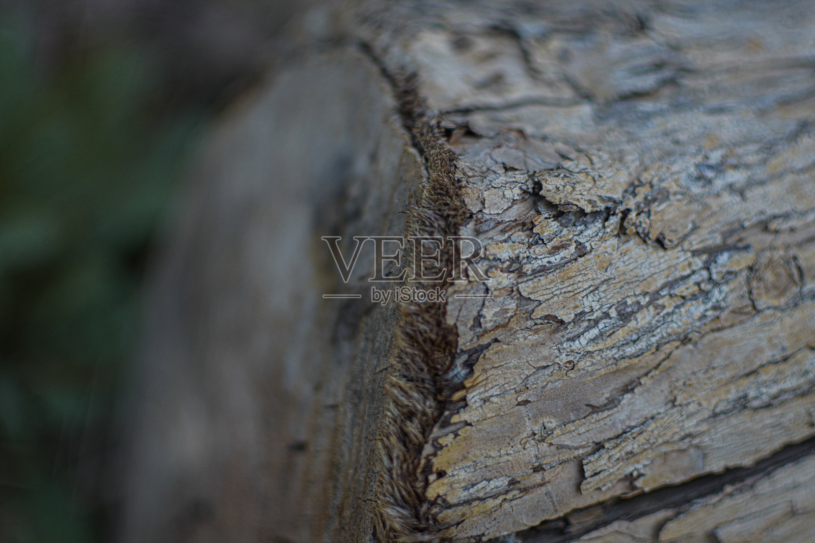 树桩特写照片摄影图片