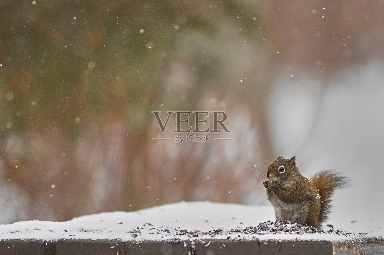 北美红松鼠照片摄影图片