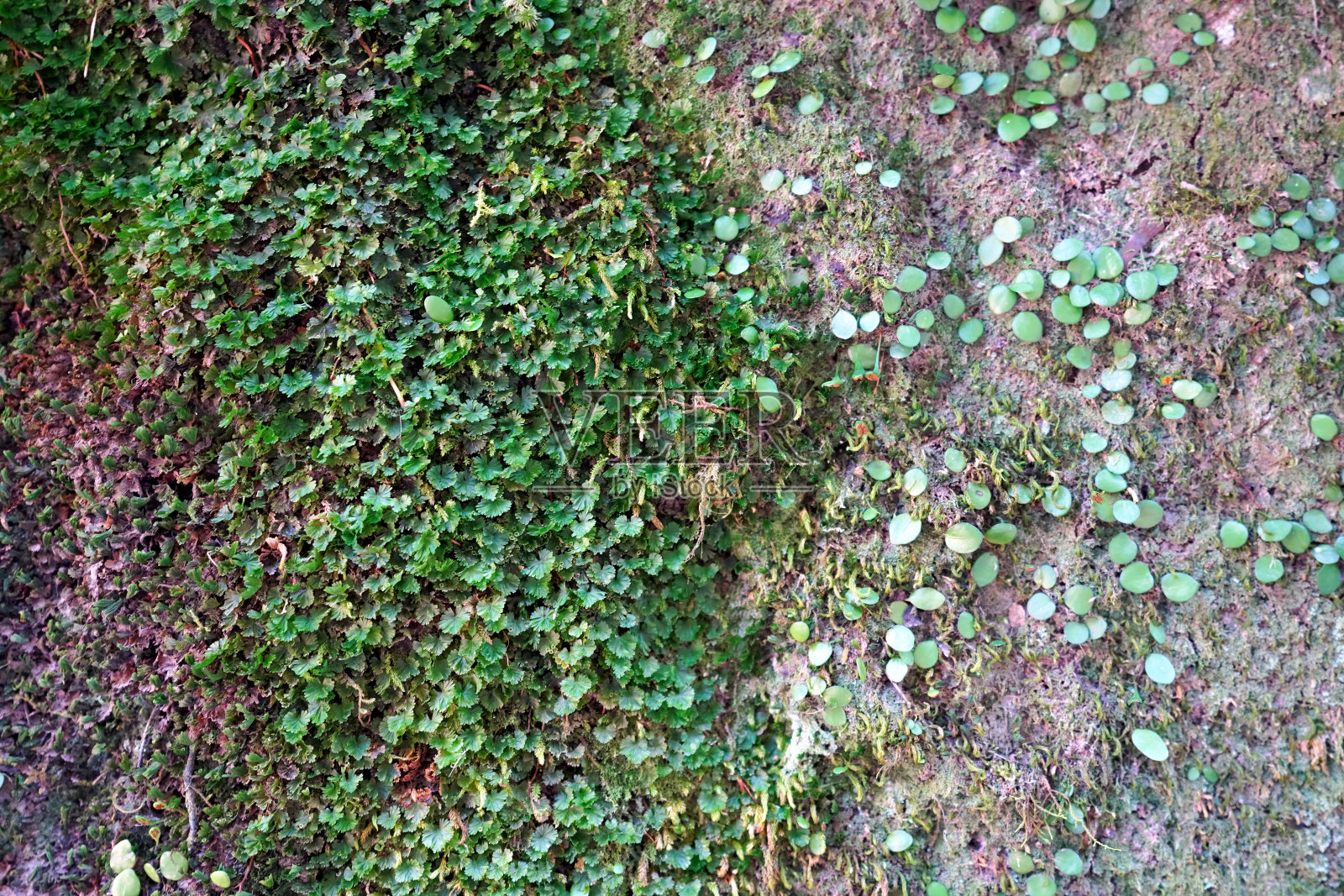 小绿叶石墙2个，圆的，尖的，2个类型，没有人照片摄影图片