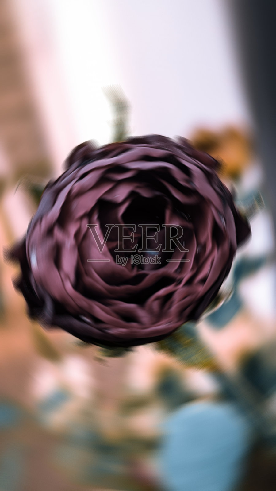 玫瑰照片摄影图片