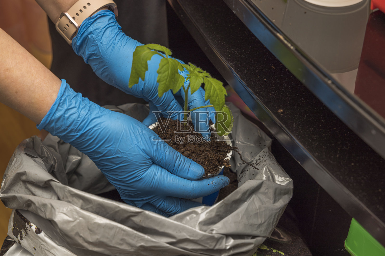 近距离观察女性手在手套握番茄植株。照片摄影图片