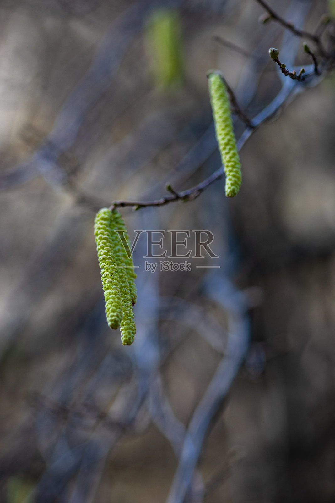 春卡与柳树照片摄影图片