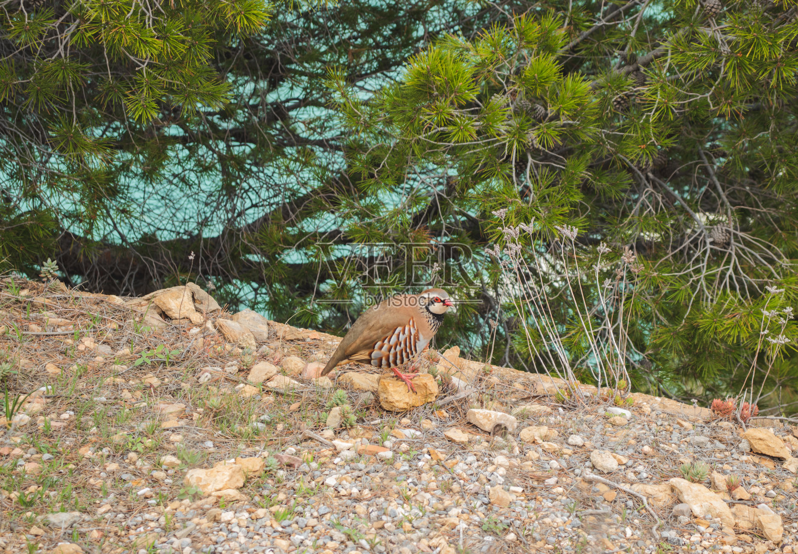 红腿鹧鸪脸的细节照片摄影图片