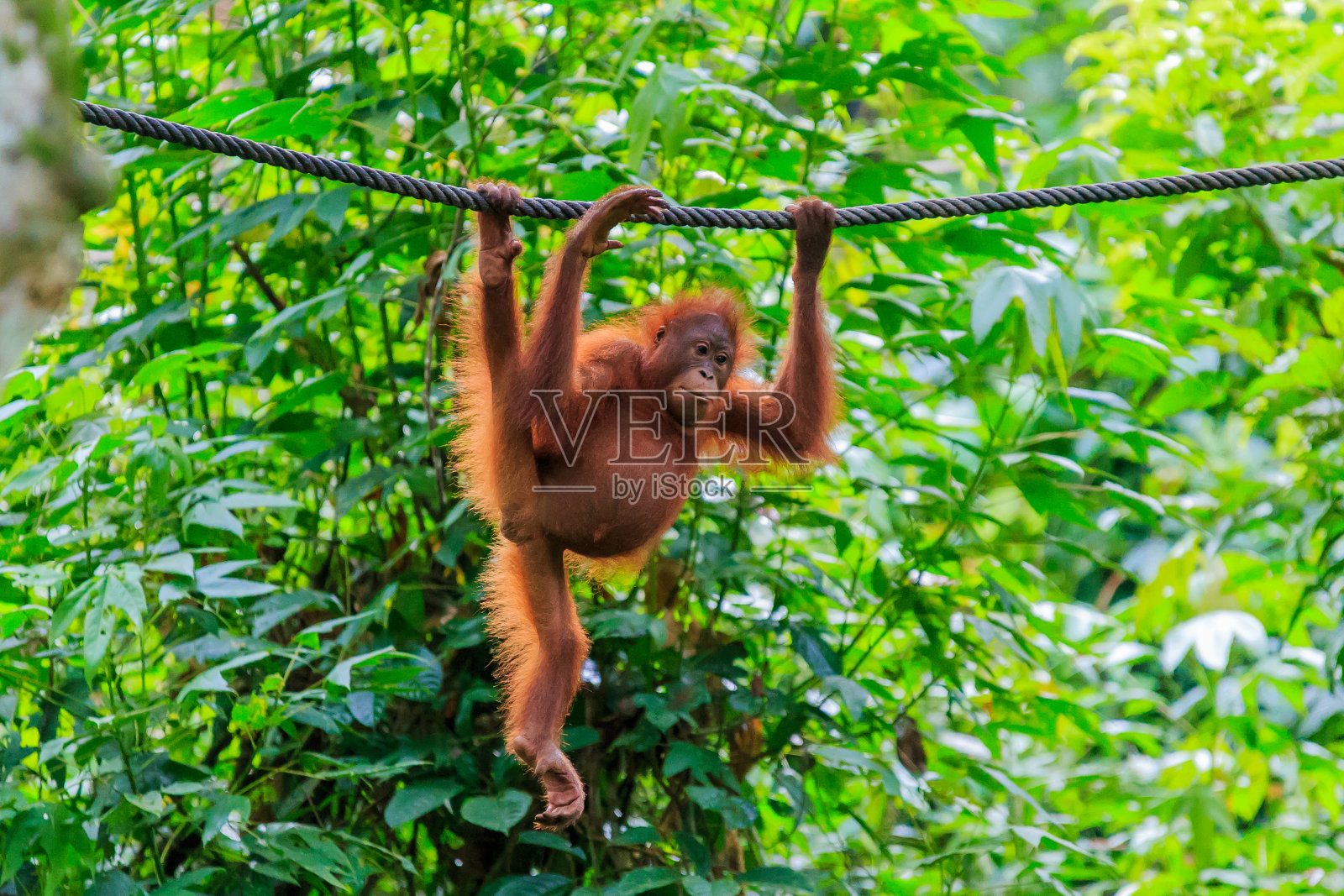 猩猩或庞戈·皮格迈乌斯照片摄影图片