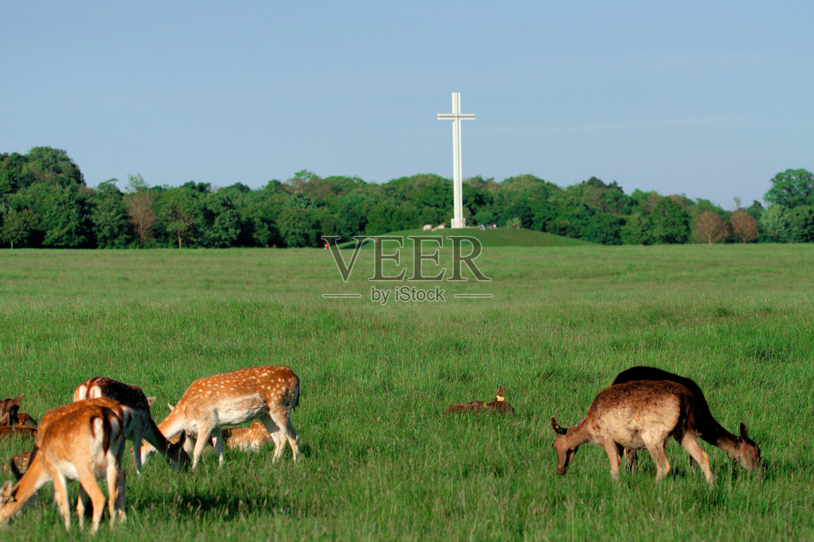 年轻的鹿照片摄影图片