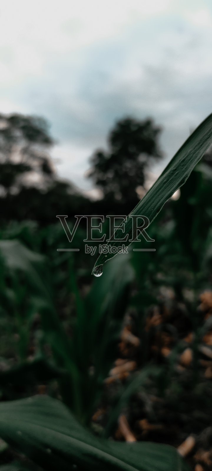 特写肖像背景的绿色叶子植物在一个村庄照片摄影图片