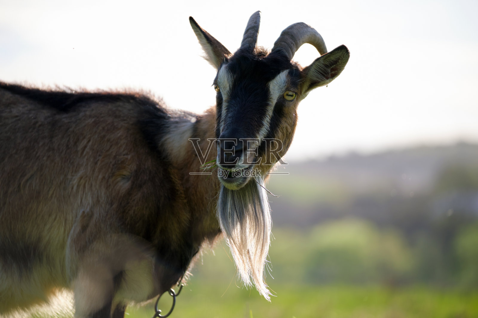 夏天，长着长胡子和长角的家奶山羊在绿色的牧场上吃草。在农田草原上喂牛照片摄影图片