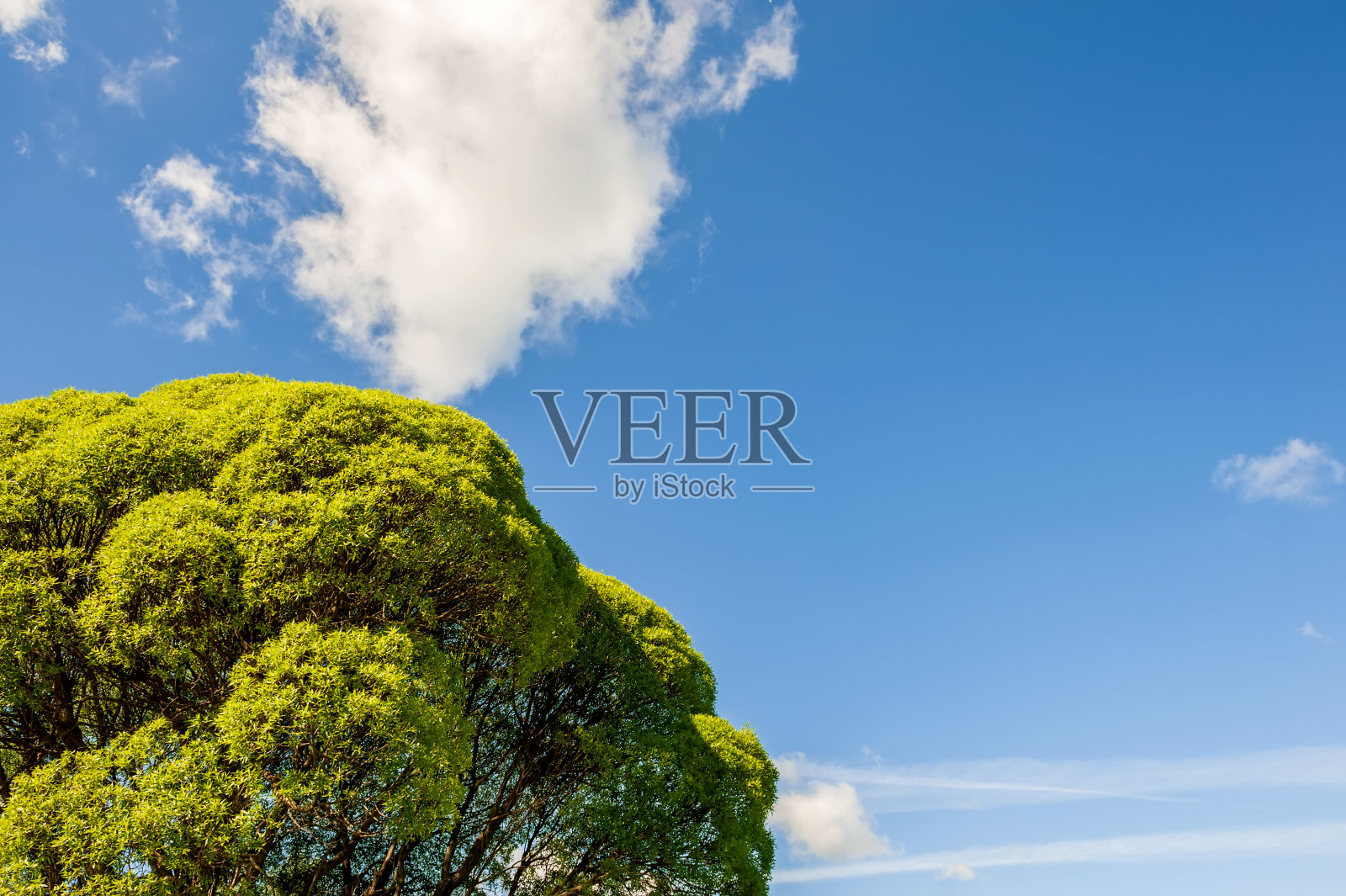 树冠上有绿色的春天树叶，背景是蓝天和白云。照片摄影图片