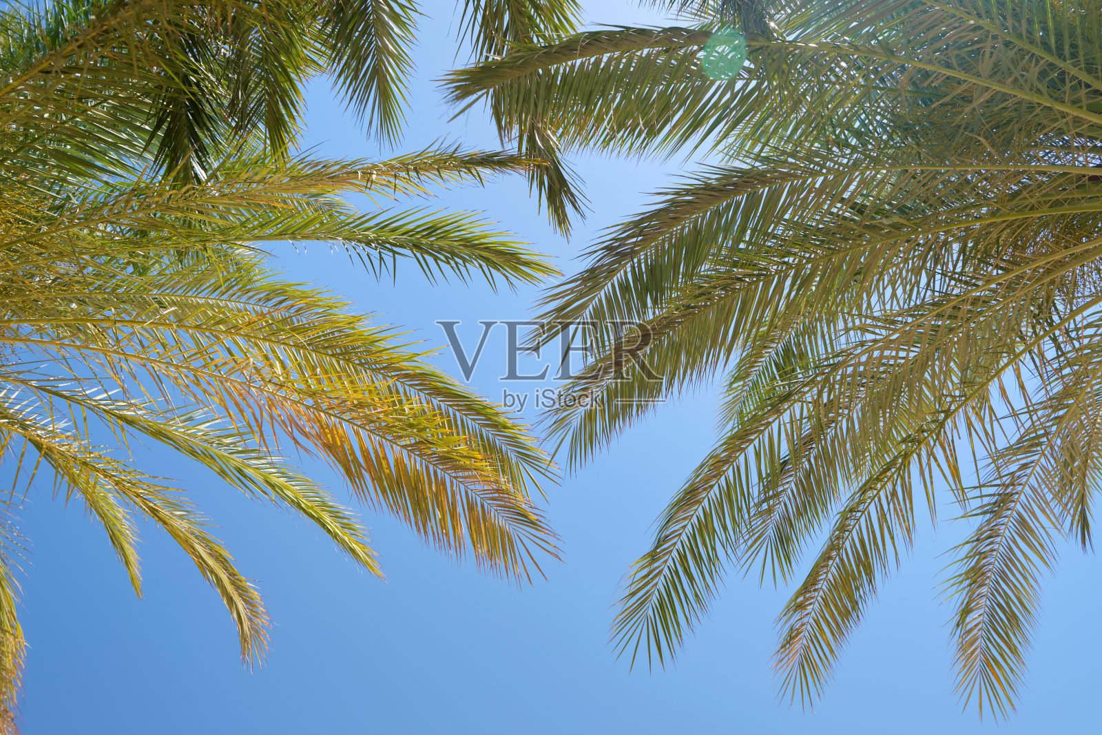 热带海滩上美丽的绿色椰子树，映衬着蓝天。暑假的概念照片摄影图片