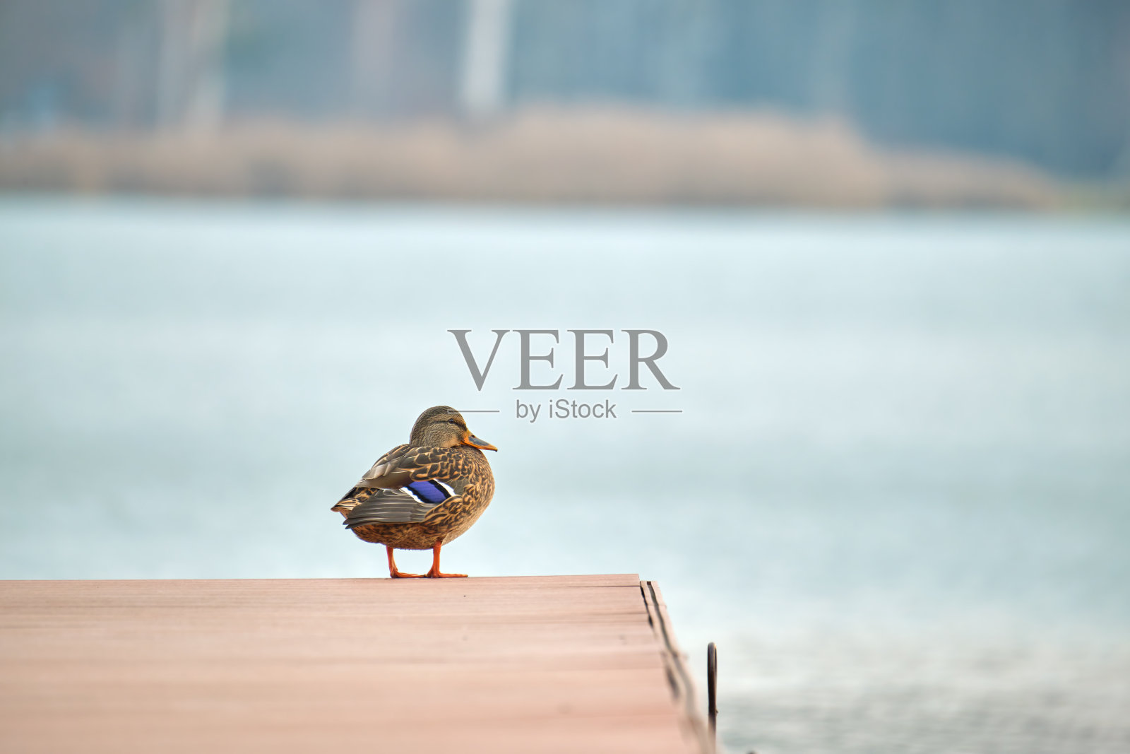 孤独的野鸭在湖岸木墩上休息。观鸟的概念照片摄影图片