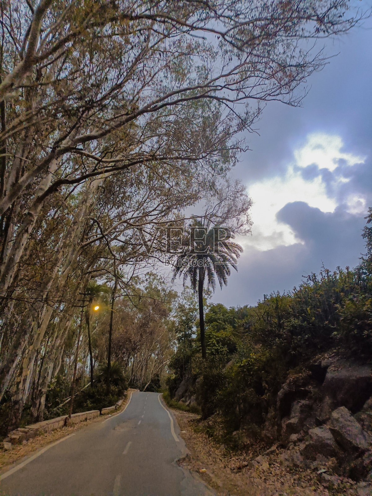 树林里的一条路照片摄影图片