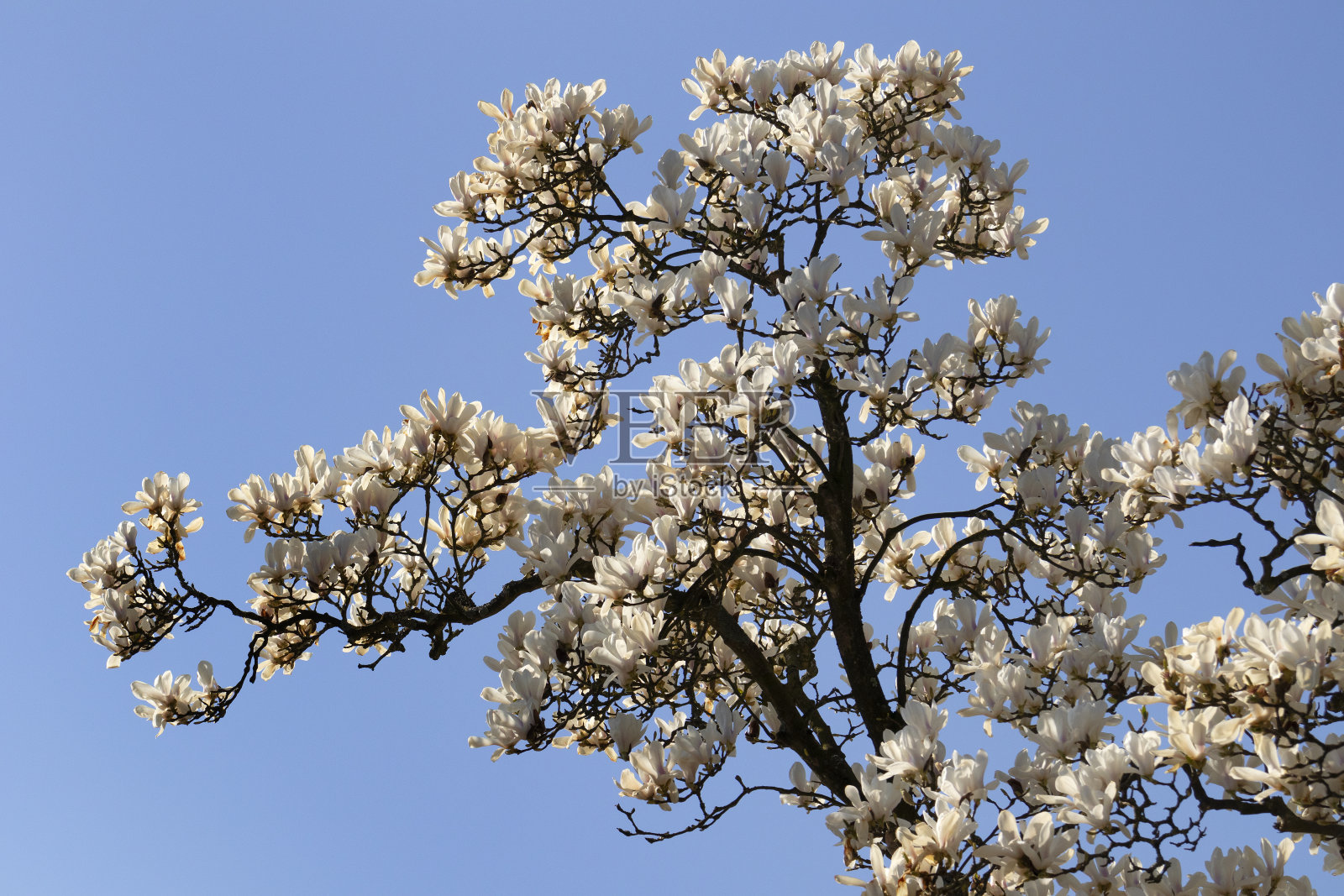 春天的蓝天下盛开的白玉兰照片摄影图片