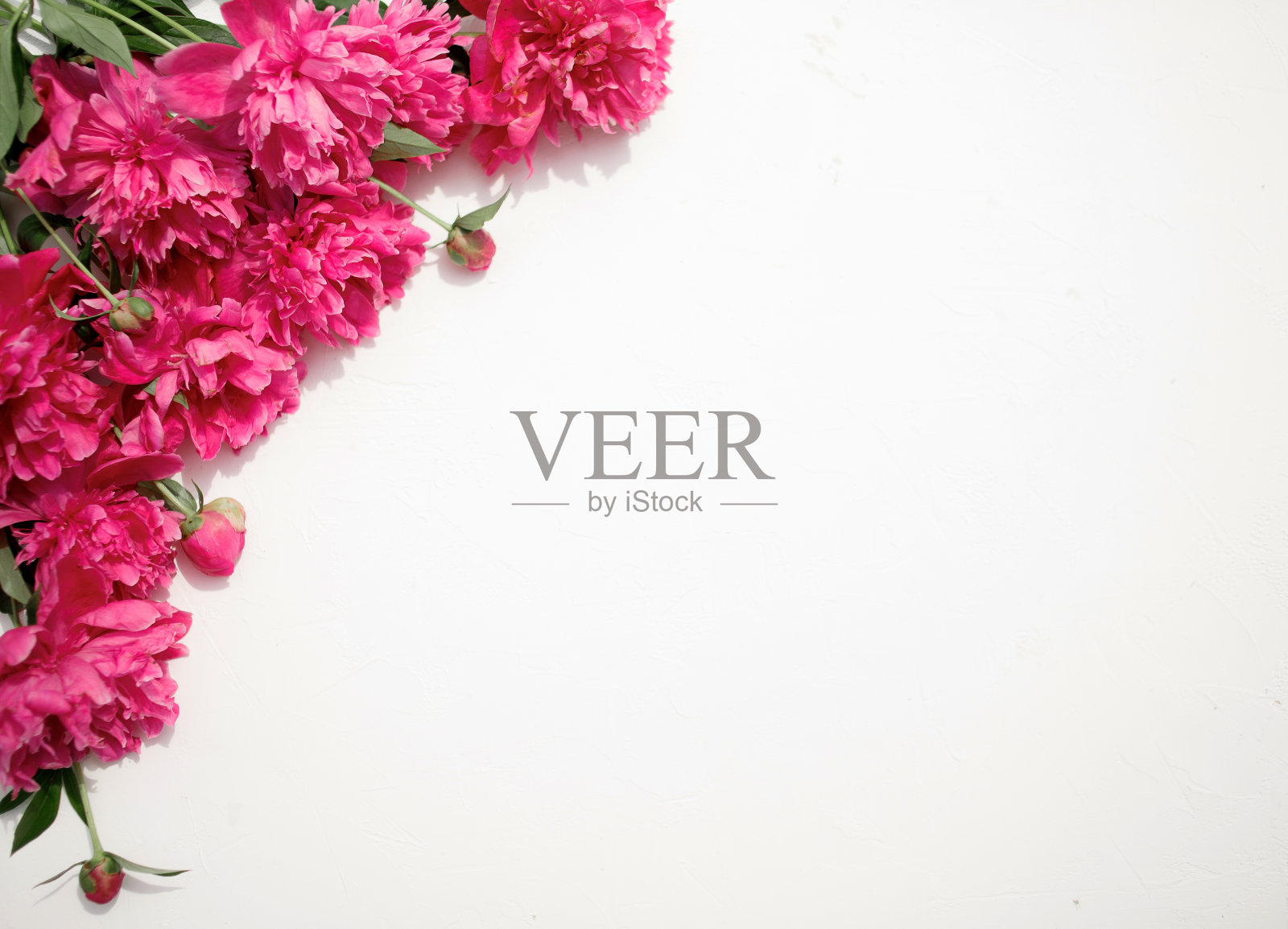 花的图案，框架由美丽的粉红色牡丹在白色的背景。平躺，俯视图。花的框架。照片摄影图片