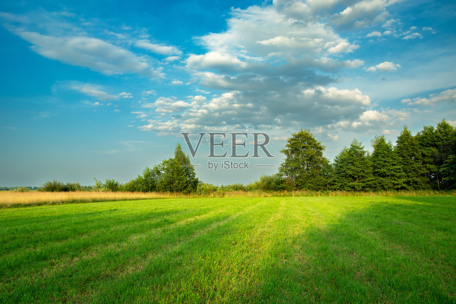 美丽的绿色草地上的阴影，树木和蓝天上的云彩照片摄影图片