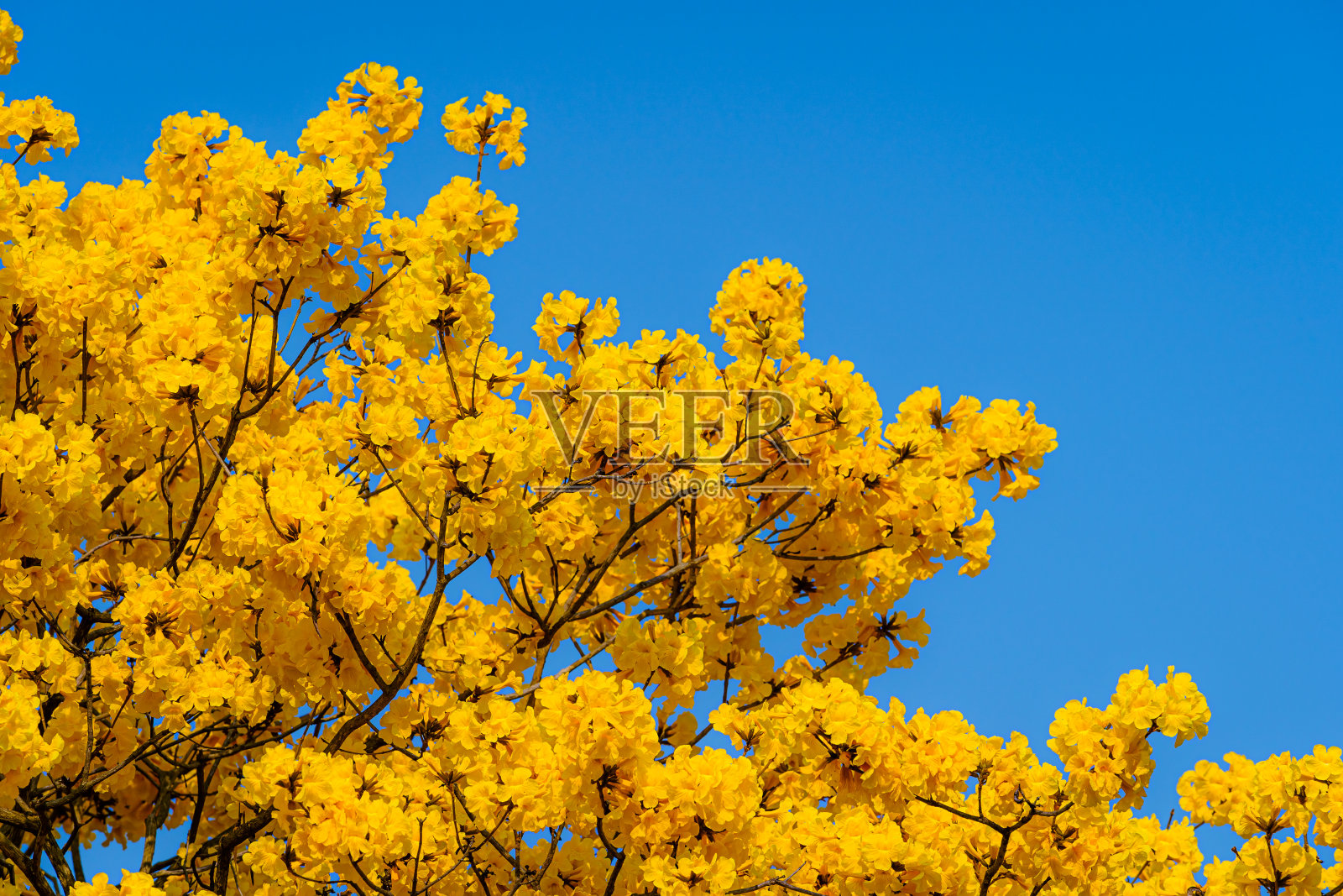 美丽的盛开的黄色金灿灿的花与公园在春天的一天蓝色的天空背景在泰国。照片摄影图片