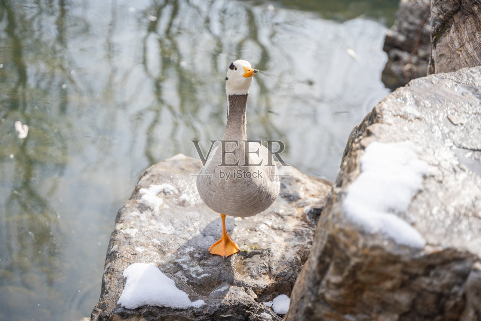 斑头雁在岸边的岩石上休息照片摄影图片