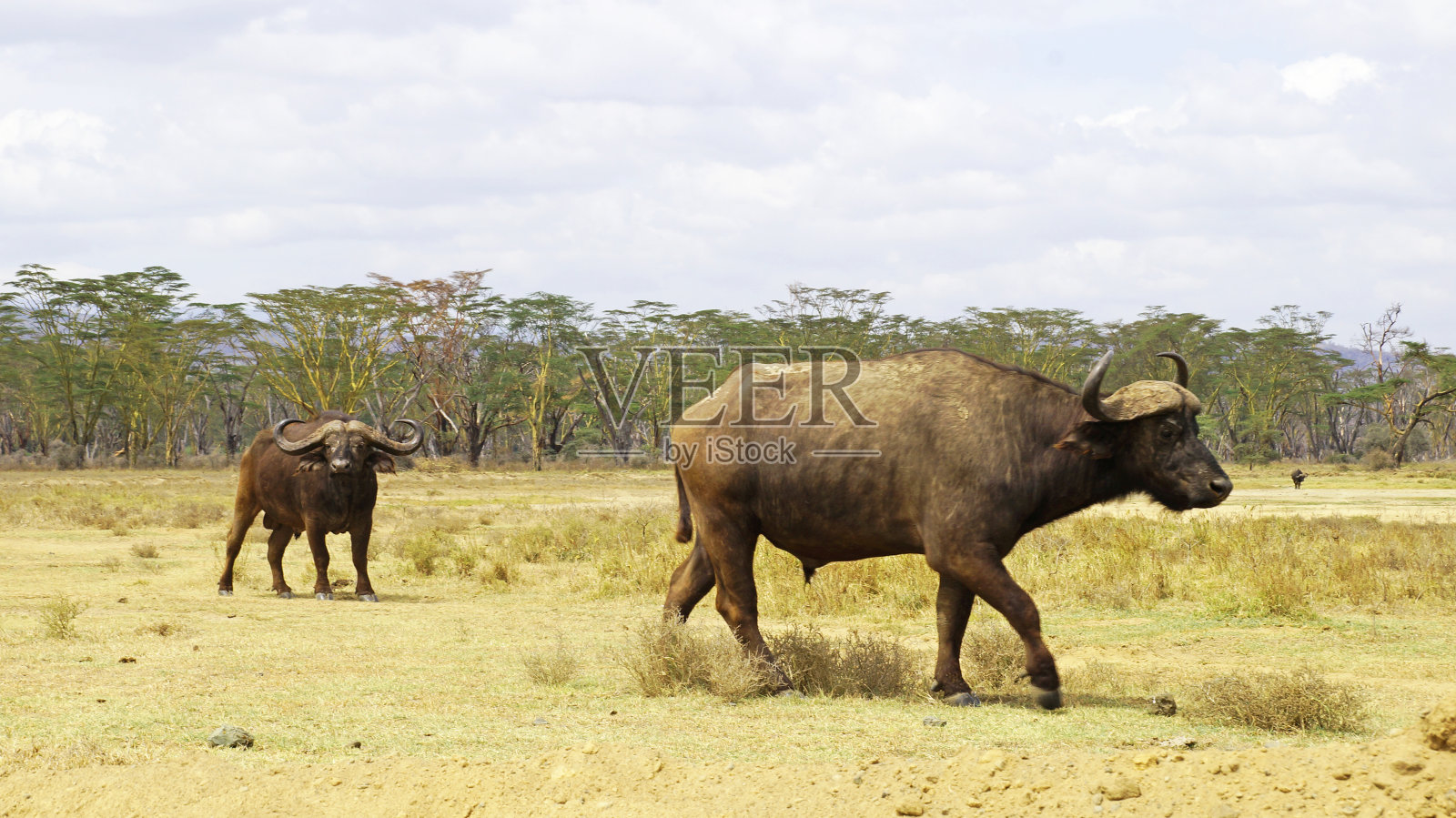 野生非洲水牛。照片摄影图片