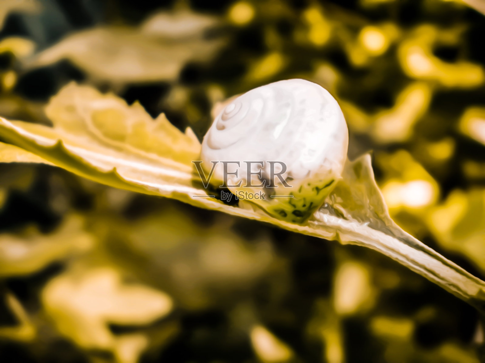 色调自然花卉背景设计与美丽的蜗牛艺术写实插图照片摄影图片