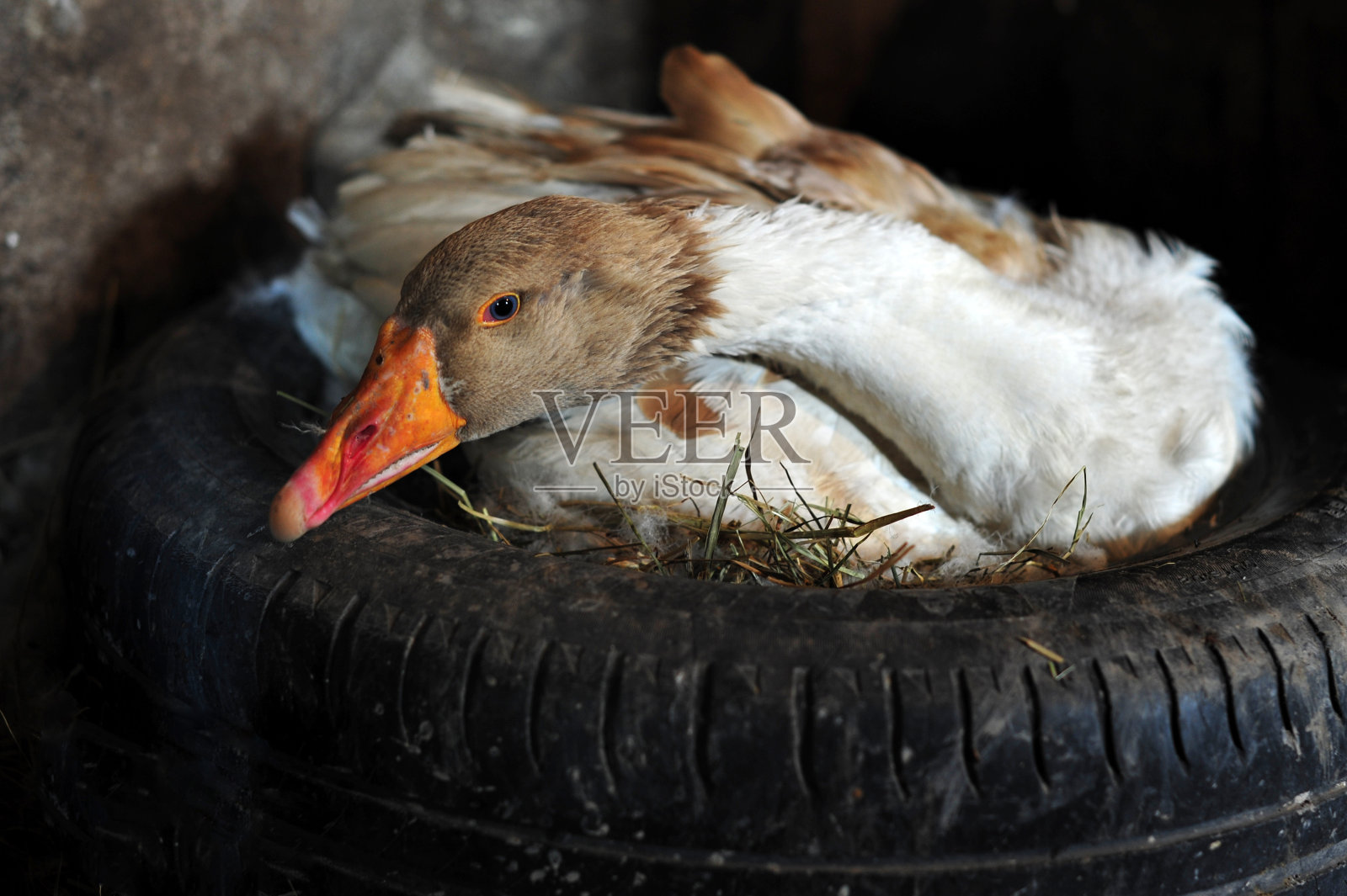 孵化鹅照片摄影图片