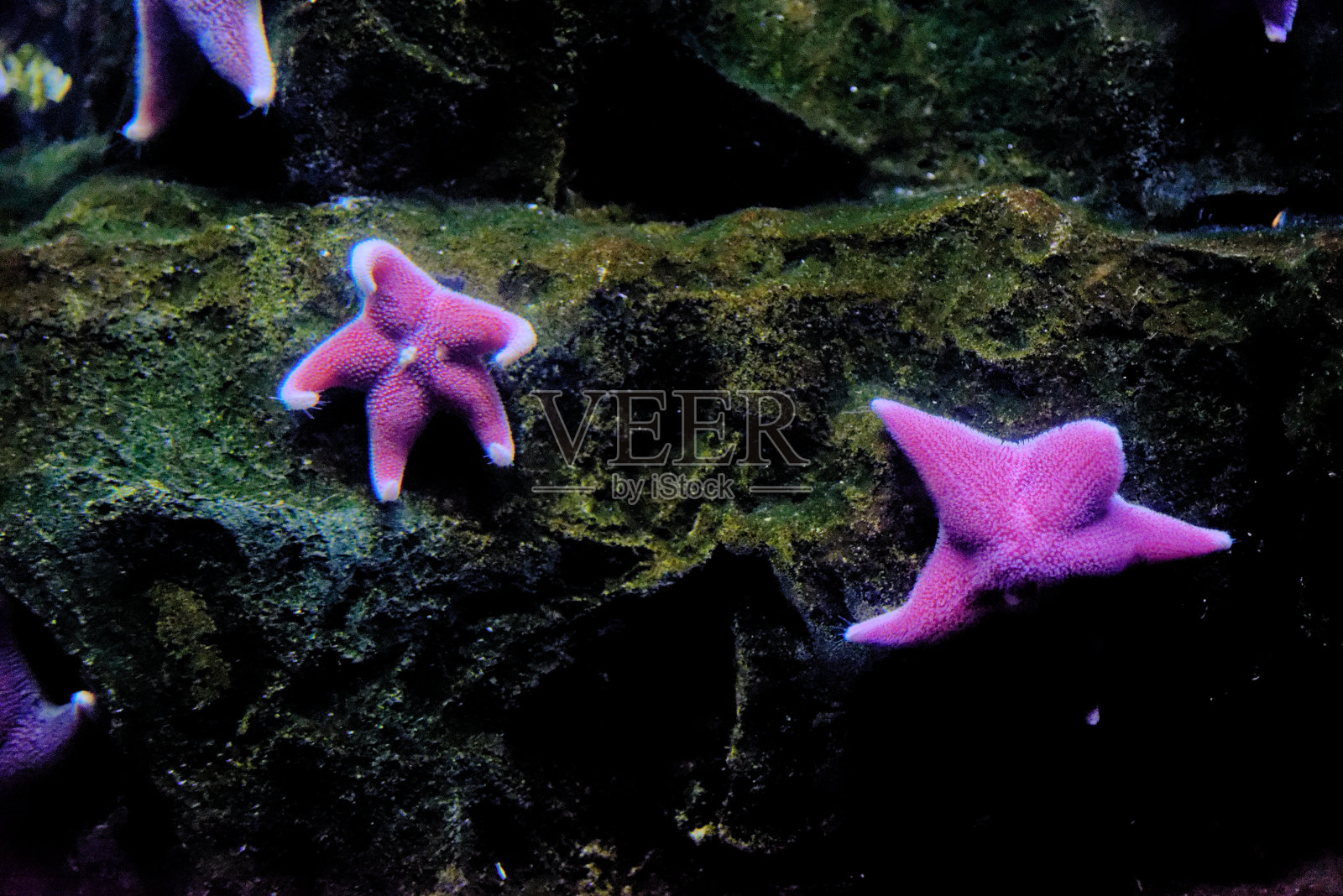 鱼缸里的海星-热那亚水族馆照片摄影图片