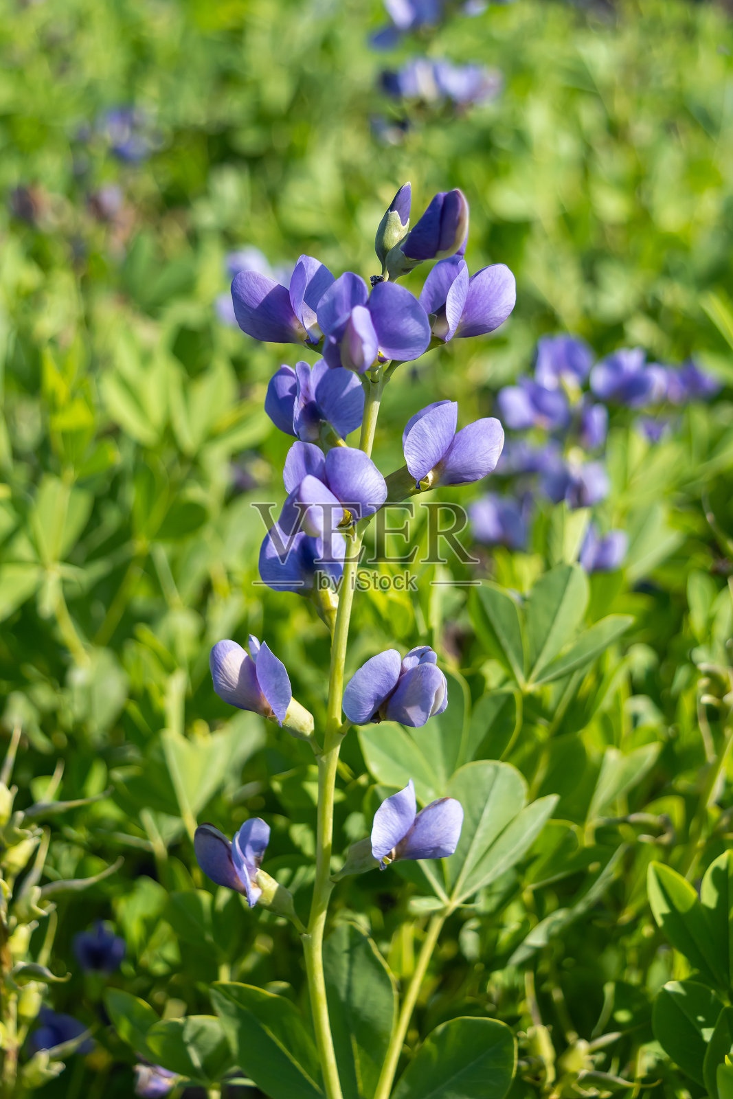 绿色的茎上长着浅蓝色的南浸珠花瓣。常年泉工厂。照片为花园中心或植物苗圃目录。出售绿地。特写镜头。照片摄影图片