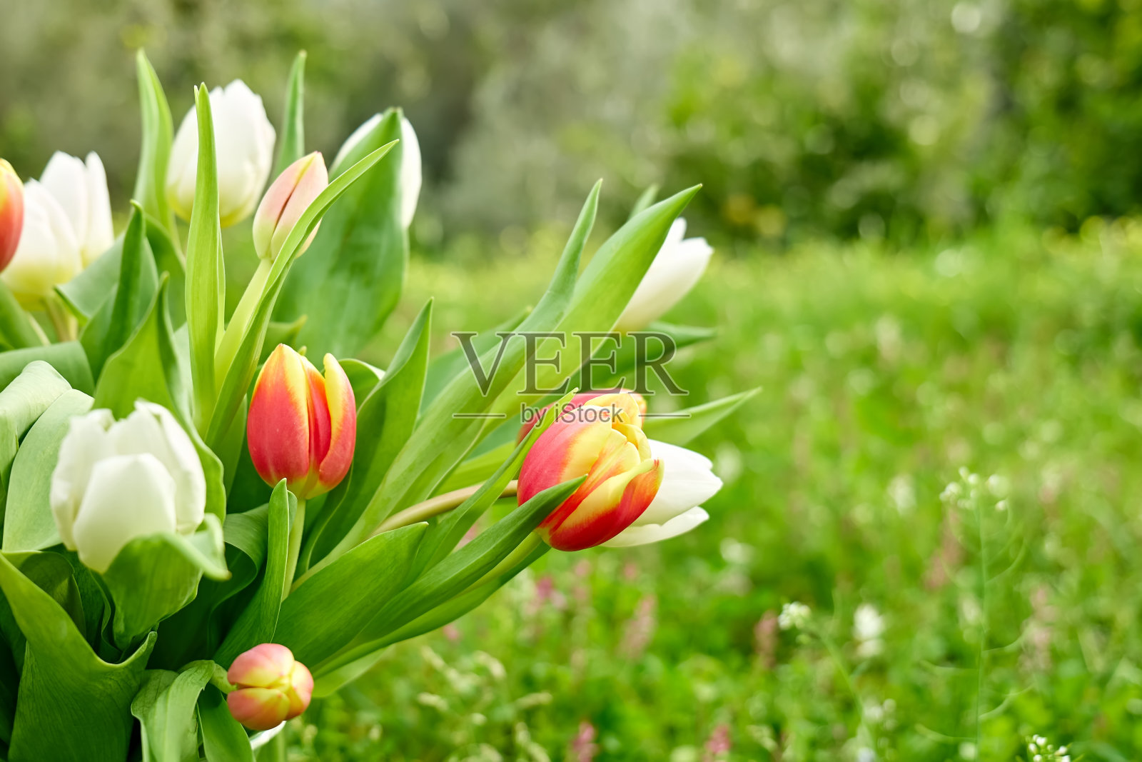 自然背景的郁金香。最小的节日花卉概念与文本空间为妇女节，3月8日，母亲节，复活节，婚礼和其他庆祝活动。春天的背景。照片摄影图片