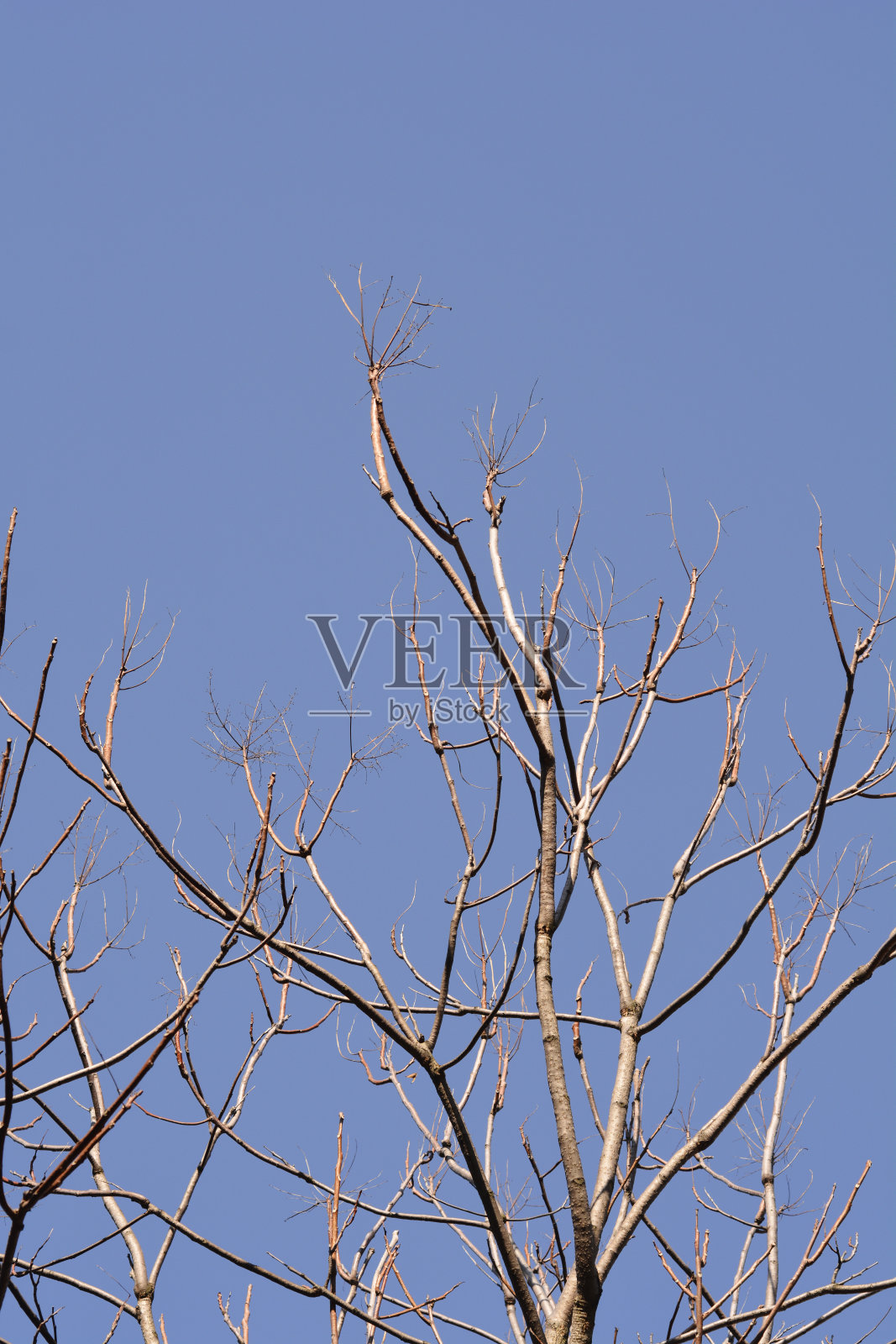 天堂的树照片摄影图片