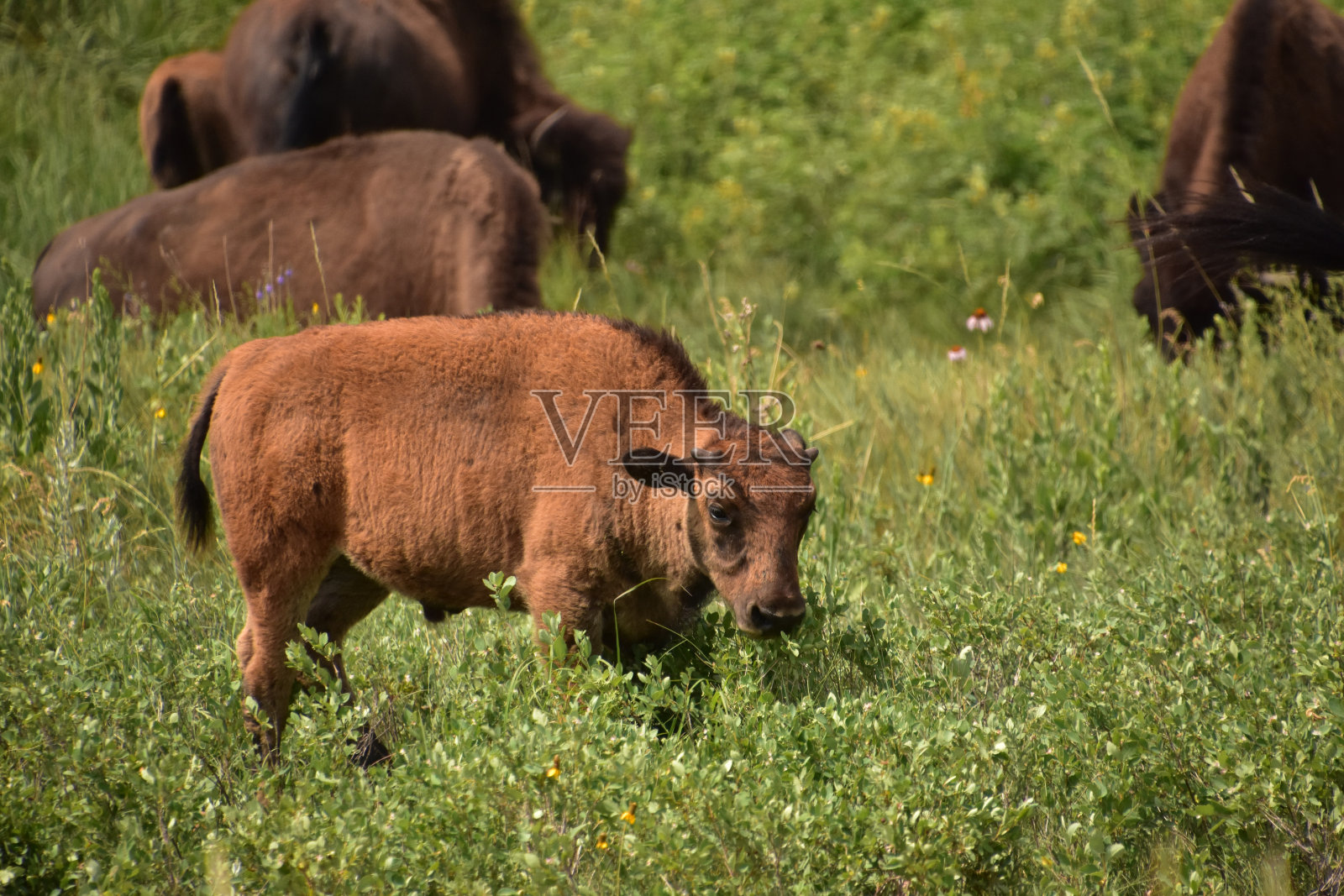 在草地上放牧的美洲小水牛照片摄影图片