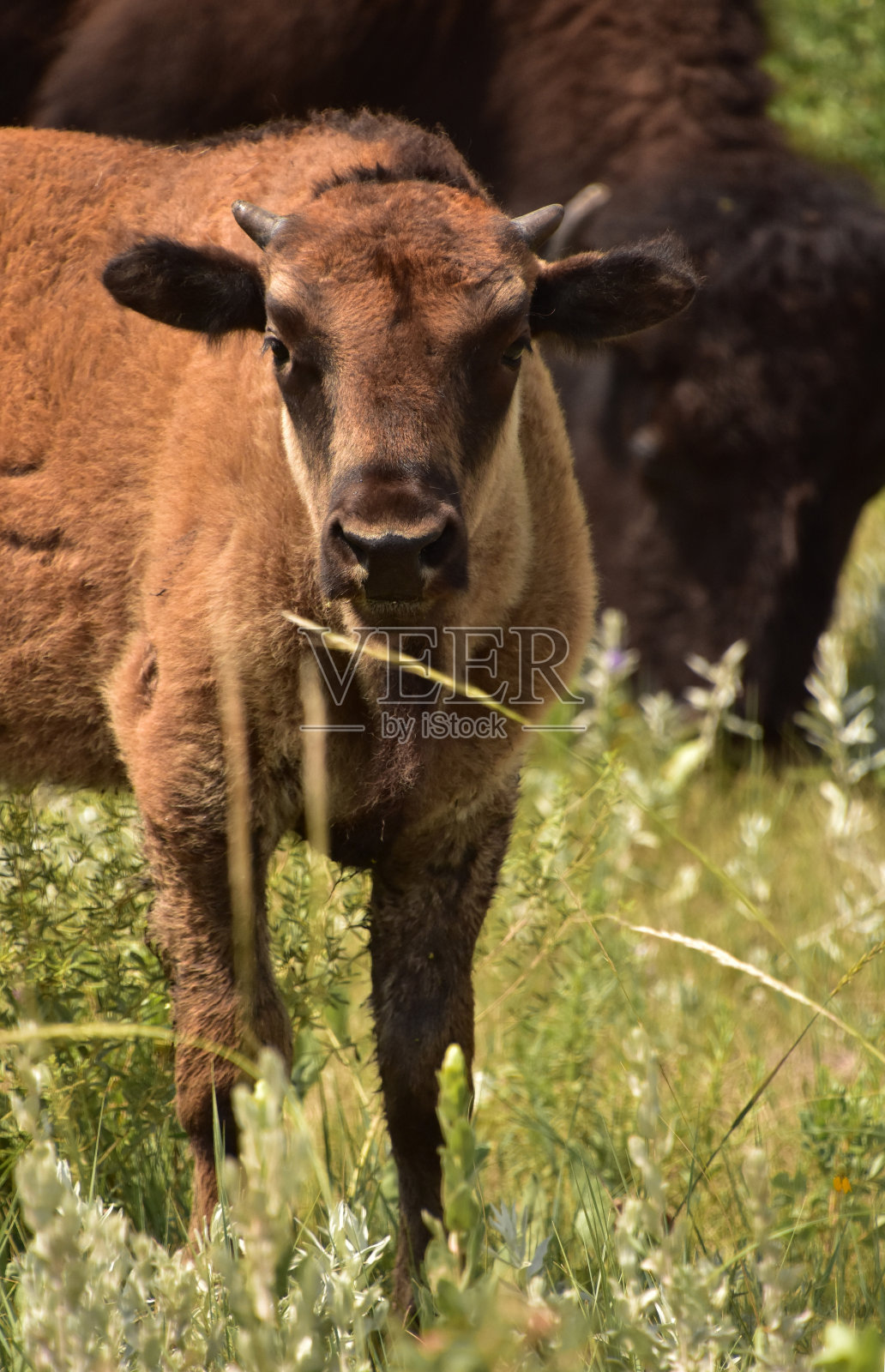 《看野牛的脸照片摄影图片