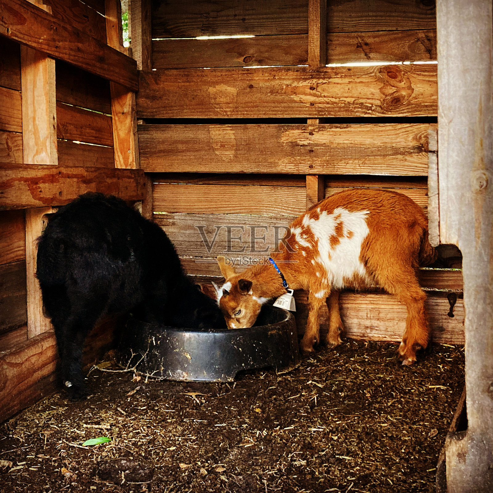 小山羊-晚餐时间照片摄影图片