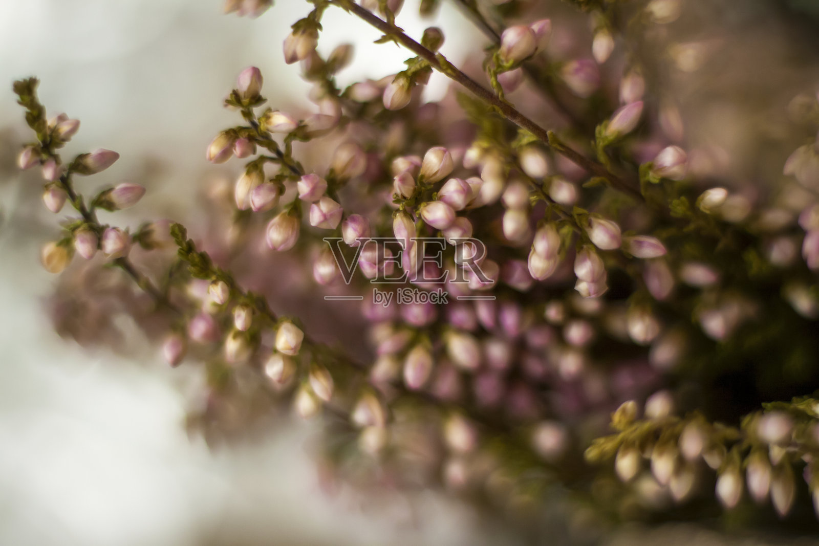 演示的软背景。石头和粉红色的小花蕾。微距摄影。时尚的外观，布局，个性。照片摄影图片