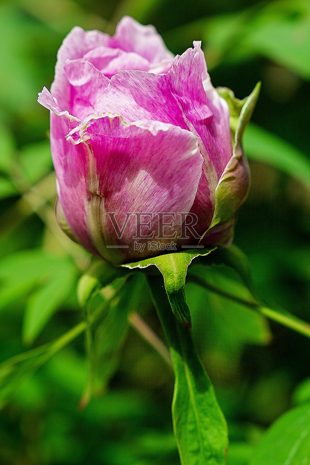 牡丹树芽，桃红牡丹树，花芽，灌木照片摄影图片