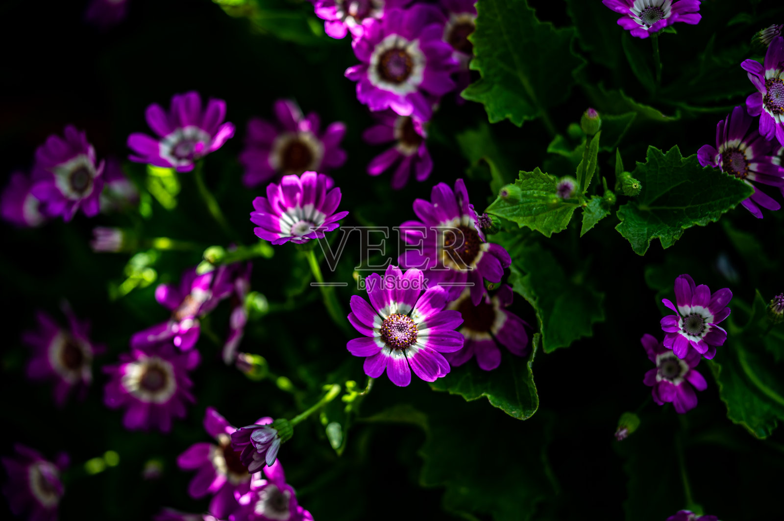 盛开的瓜叶菊照片摄影图片