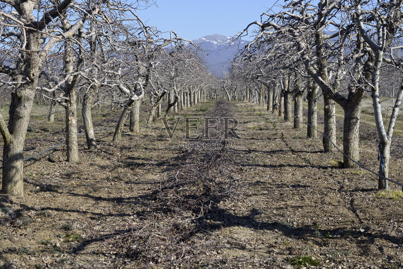 果园里修剪过的苹果树照片摄影图片