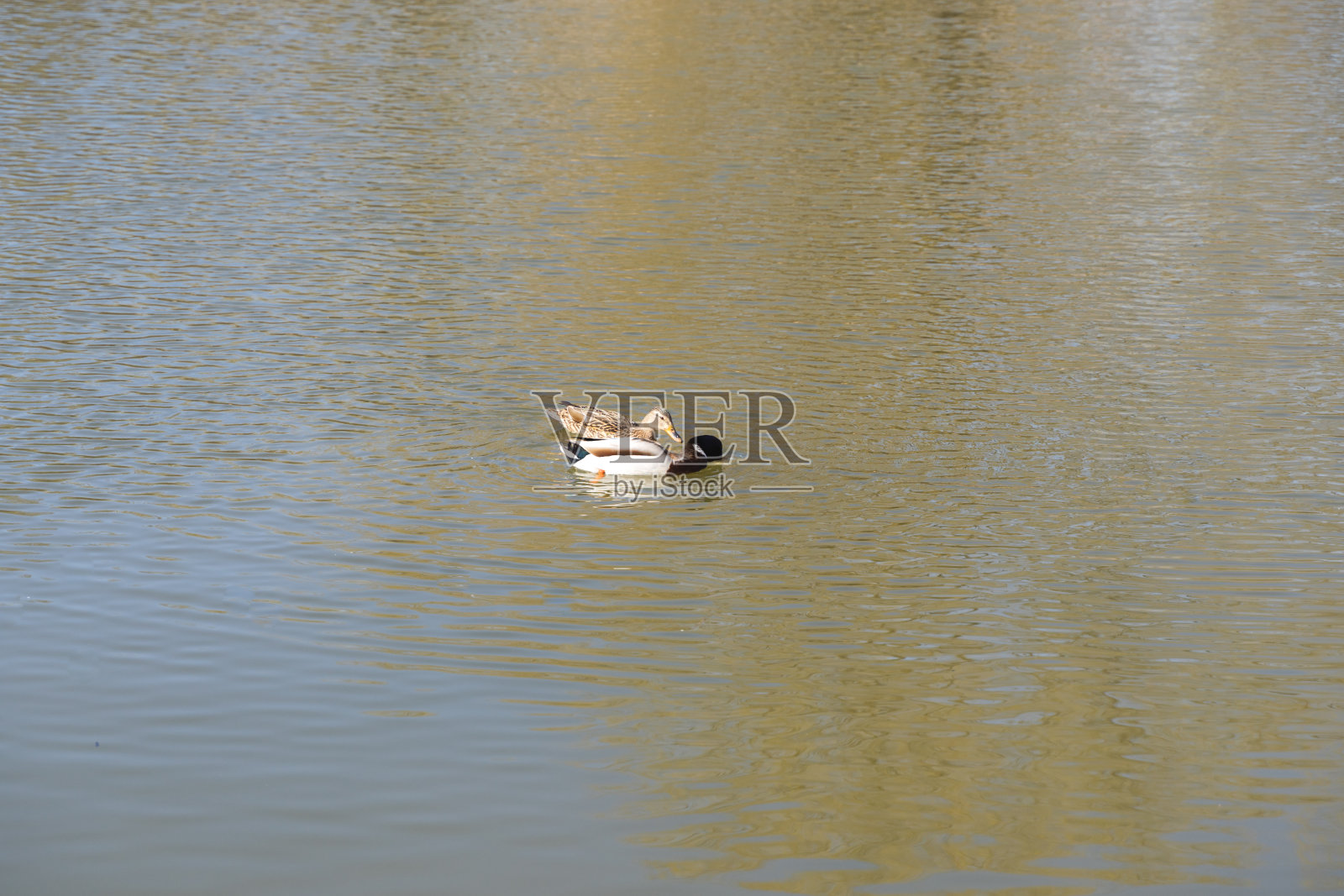 鸭鸭夫妇家鸭照片摄影图片