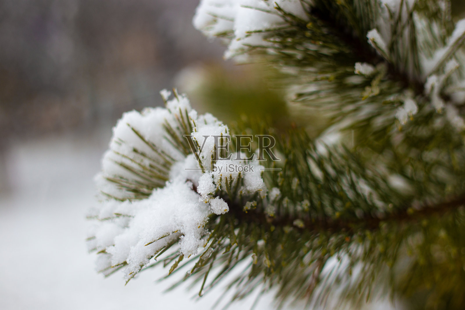 冬，云杉在雪中，冬照，雪枝，冷杉针，心情照片摄影图片