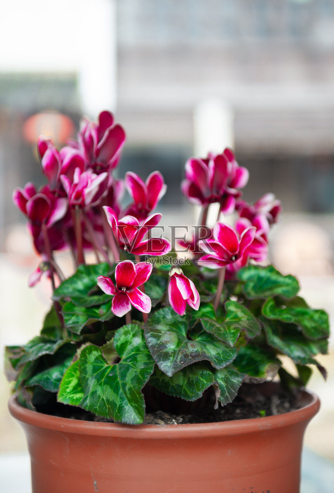 春天，一盆红花盛开在户外的窗台上照片摄影图片