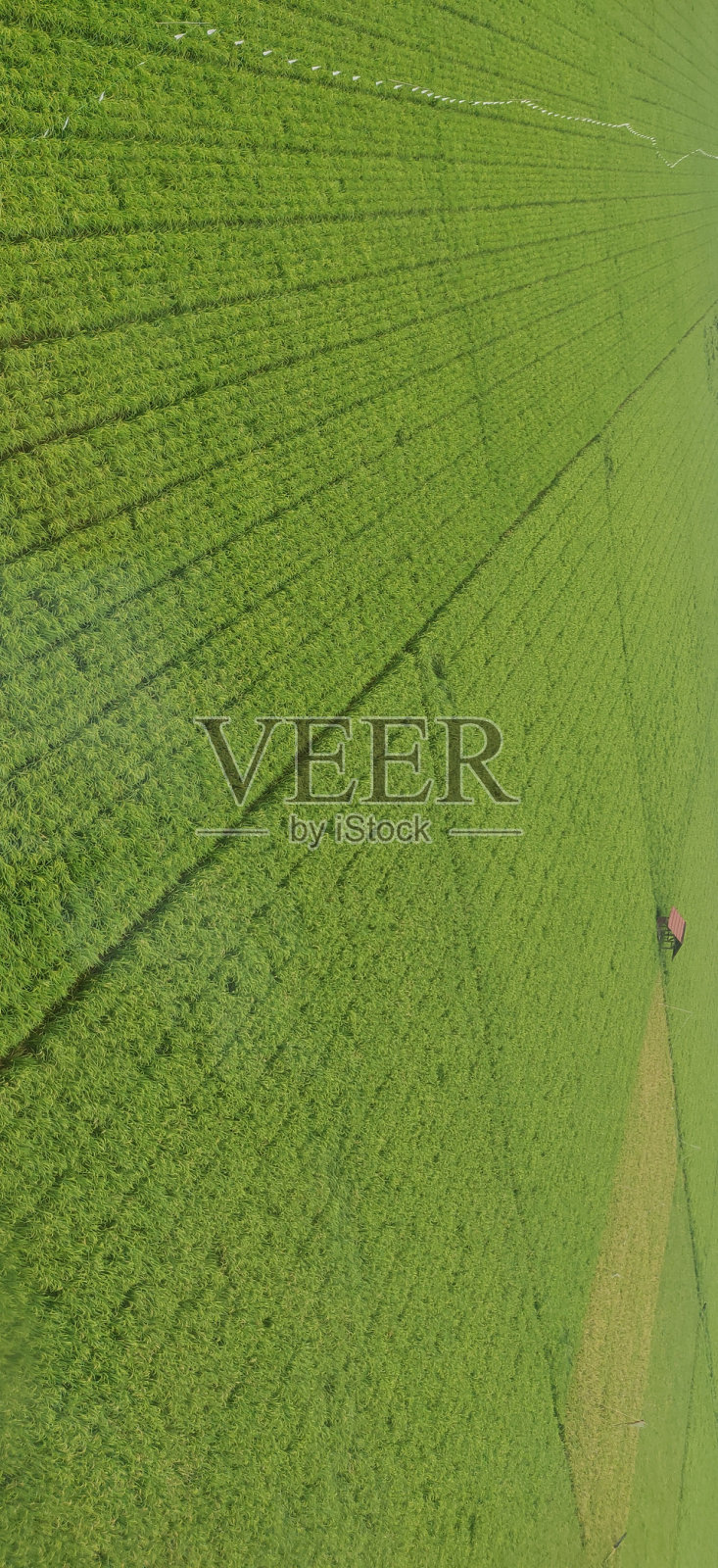 绿色的稻田照片摄影图片