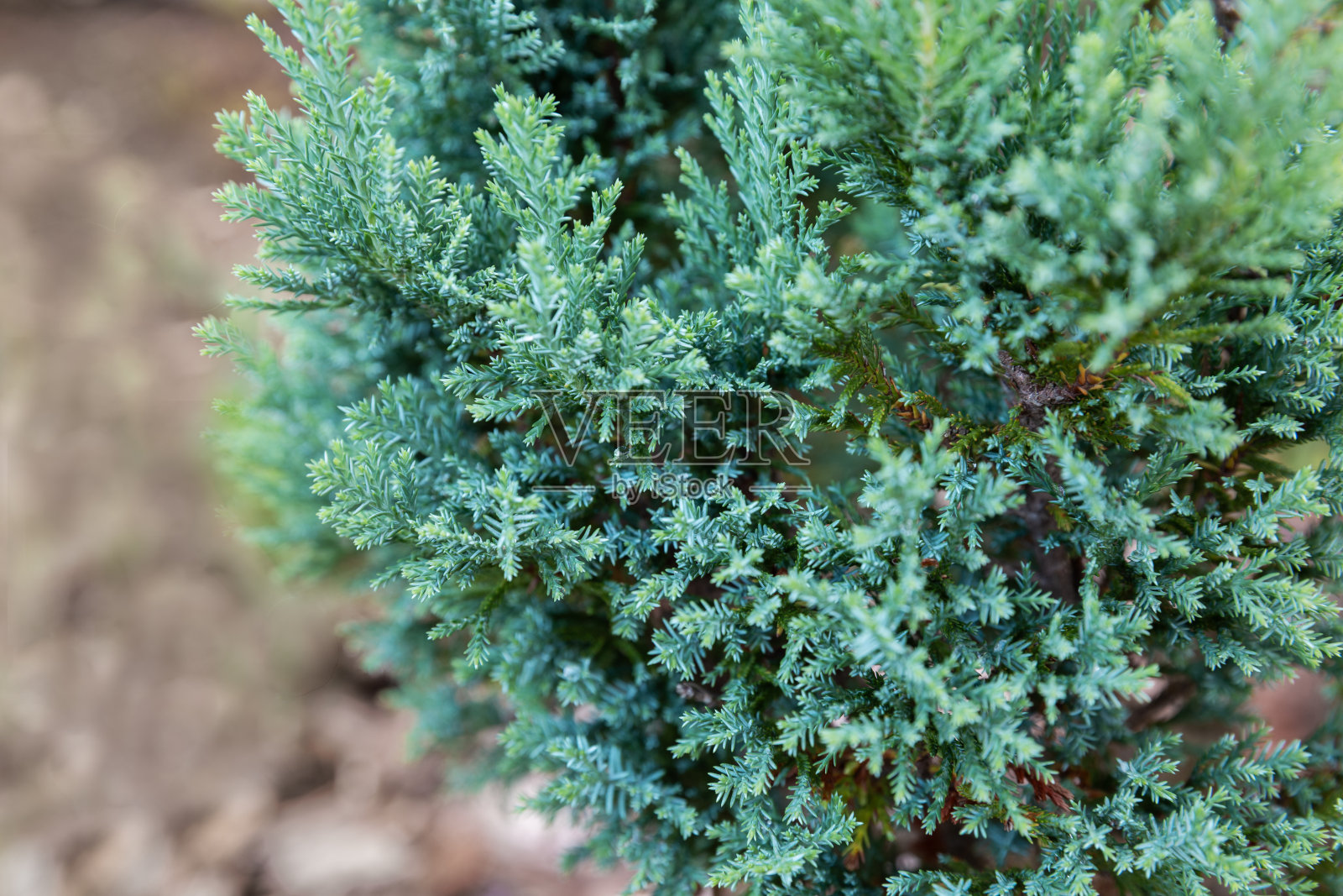 Chamaecyparis特写照片摄影图片