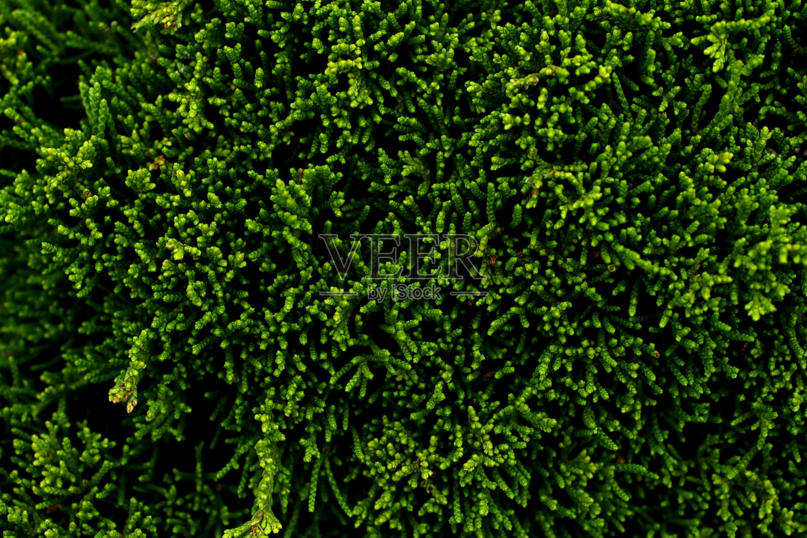 绿色植物的特写摄影。成长背景。照片摄影图片