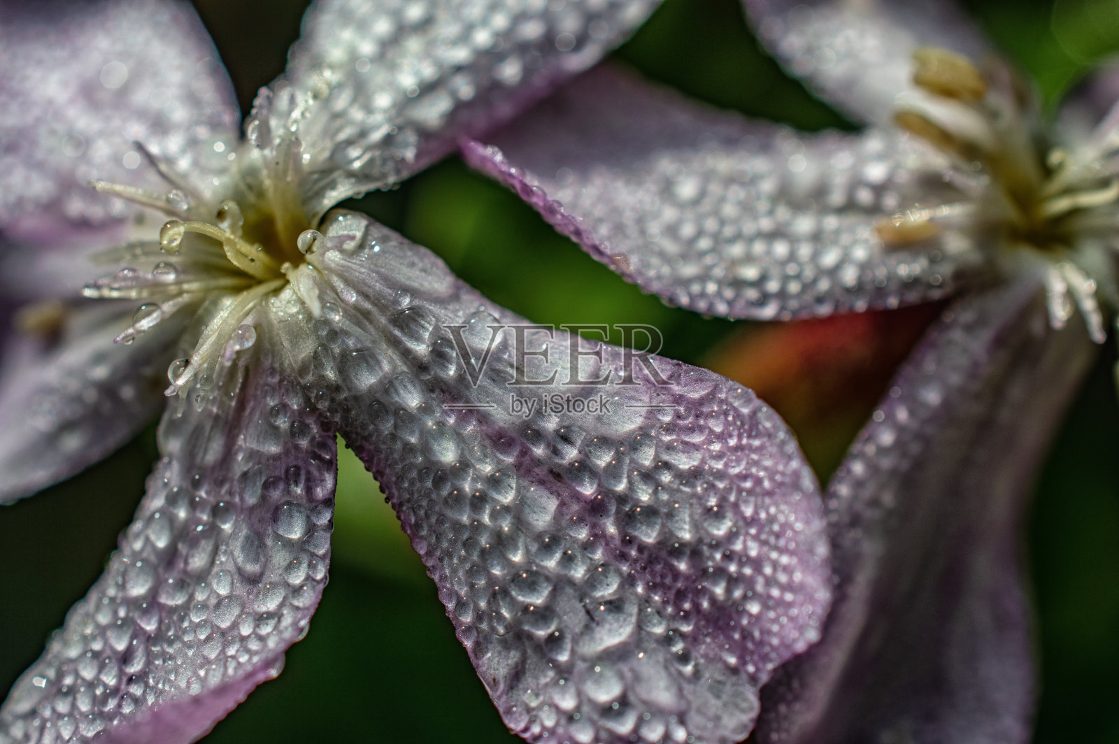 紫花的特写照片照片摄影图片