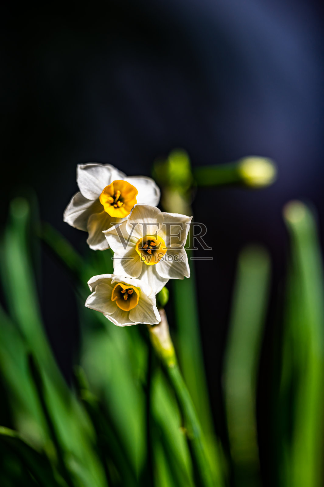 白水仙花照片摄影图片