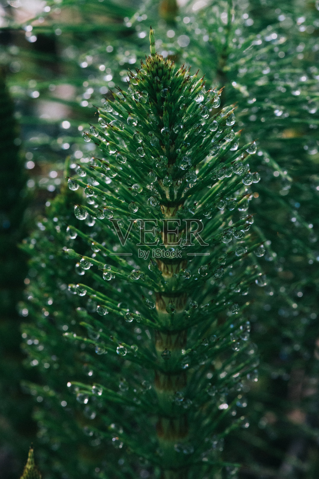 特写绿色苔藓照片摄影图片