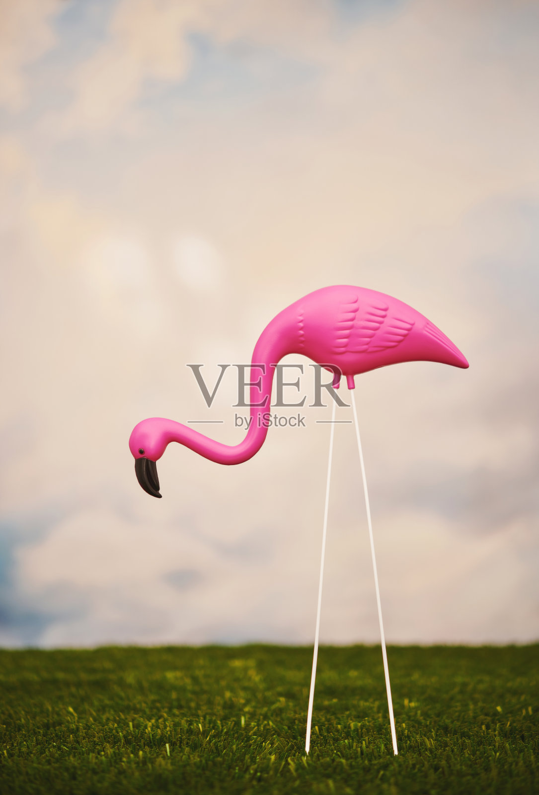 明亮的粉红色火烈鸟点缀在草地上，以天空的云彩为背景照片摄影图片