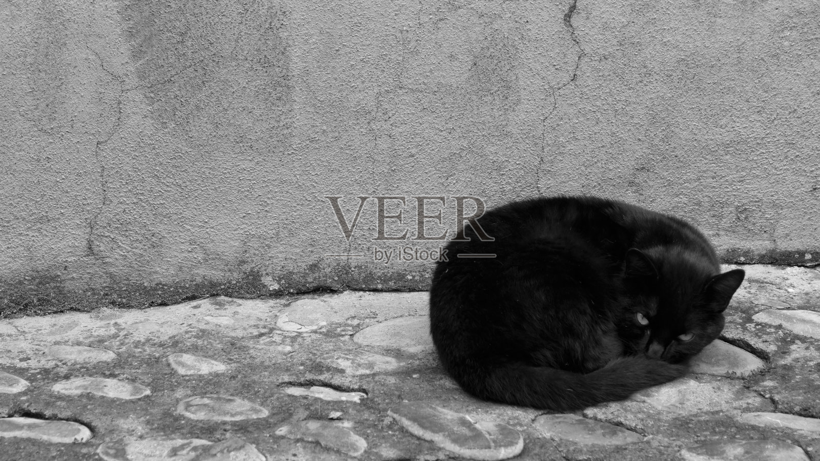 猫照片摄影图片